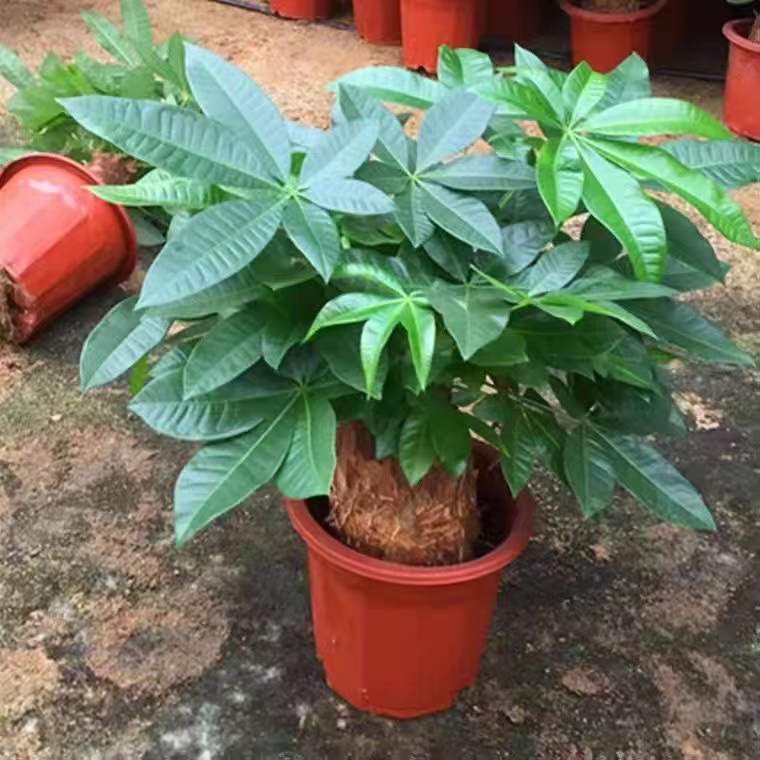 发财树盆室内植物栽办公室好养绿植水培小盆栽客厅大盆景四季常青