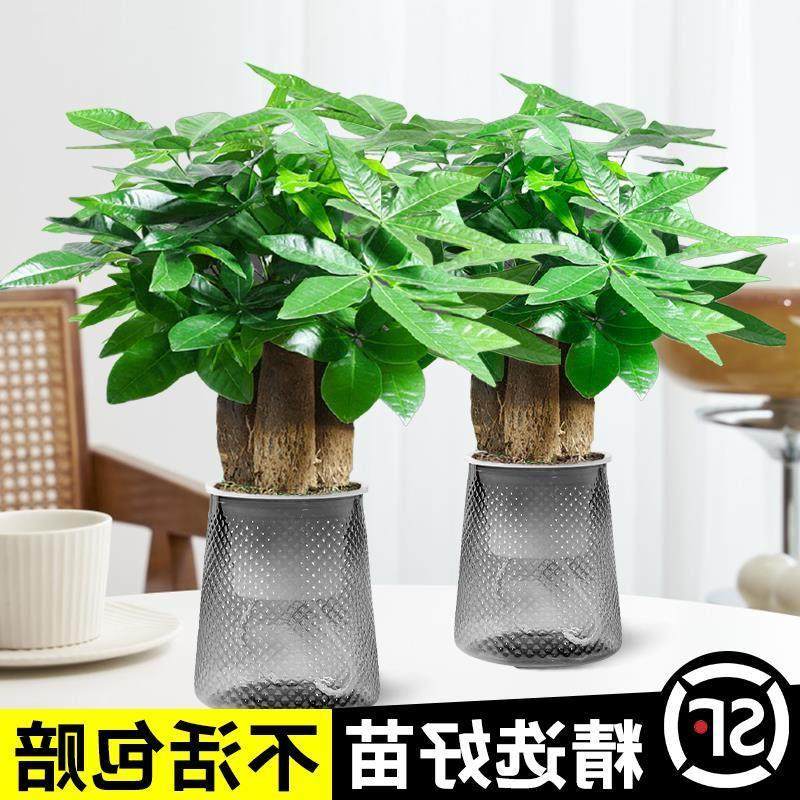 发财树小盆栽摆件办公室绿萝箩绿植花卉水培植物室内花文竹富贵竹