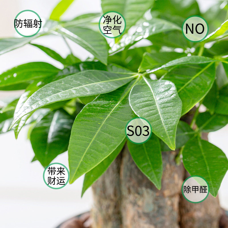 发财树小办公室盆栽绿萝箩水培绿植花卉植物室内花文竹四季好水养