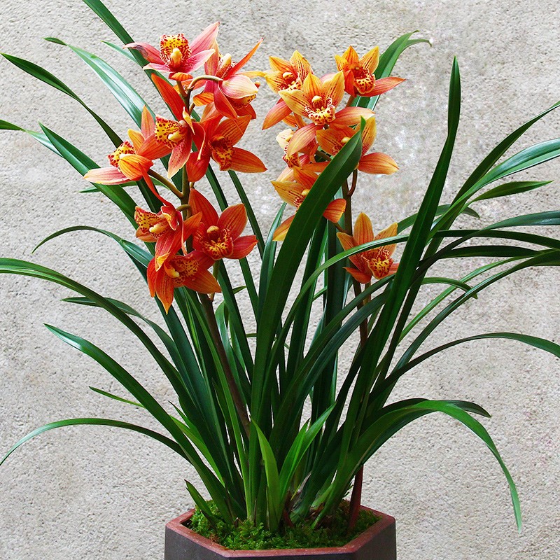 名贵兰花【满堂红蕙】兰大花苞盆栽植物室内花卉绿植兰草兰花苗