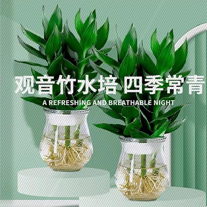 观音竹富贵竹水培植物花卉盆栽室内水养竹子办公绿植带根好养