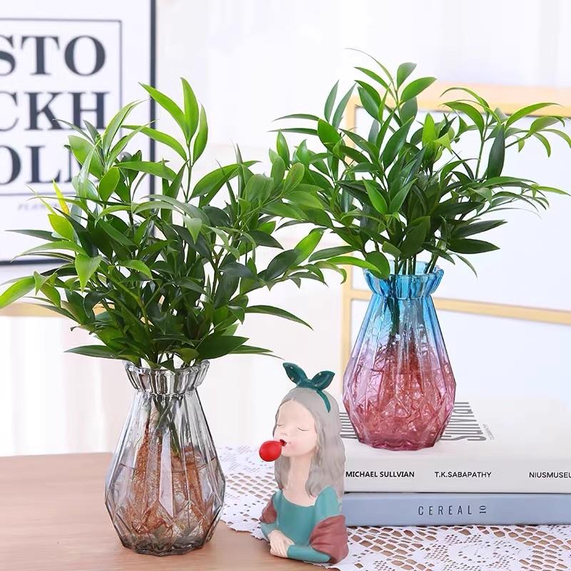竹柏盆栽阳台室内植物好养绿植四季常青花卉平安竹桌面水培小盆栽