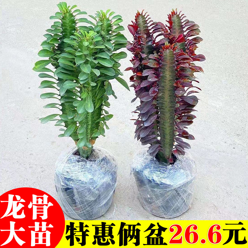 巴西龙骨盆栽植物大办公室桌面招财盆景室内客厅好养多肉绿植花卉