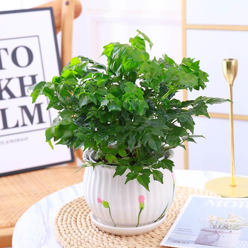 幸福树盆万年青植物栽水培绿植办公室内花卉多肉吸除甲醛四季好养