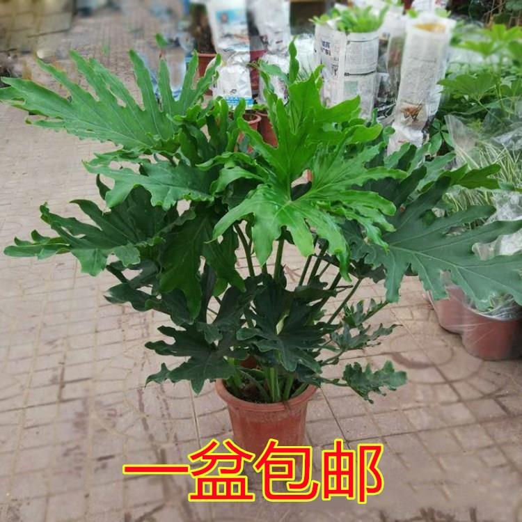 春羽春雨绿植室内植物盆栽吸甲醛净化空气办公盆栽水培盆景花卉