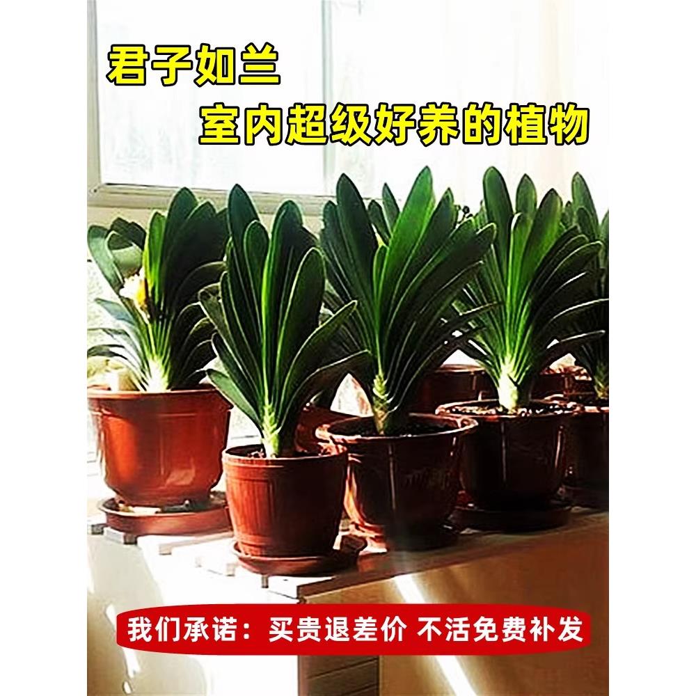 君子兰盆带花苞栽老苗四季好养多肉花卉绿植物室内圆头和尚大小苗