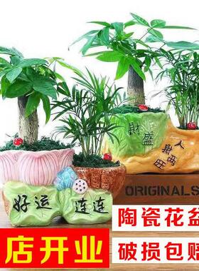 发财树盆植物客栽室内厅绿植小盆景四季常青办公室桌面小盆栽花卉