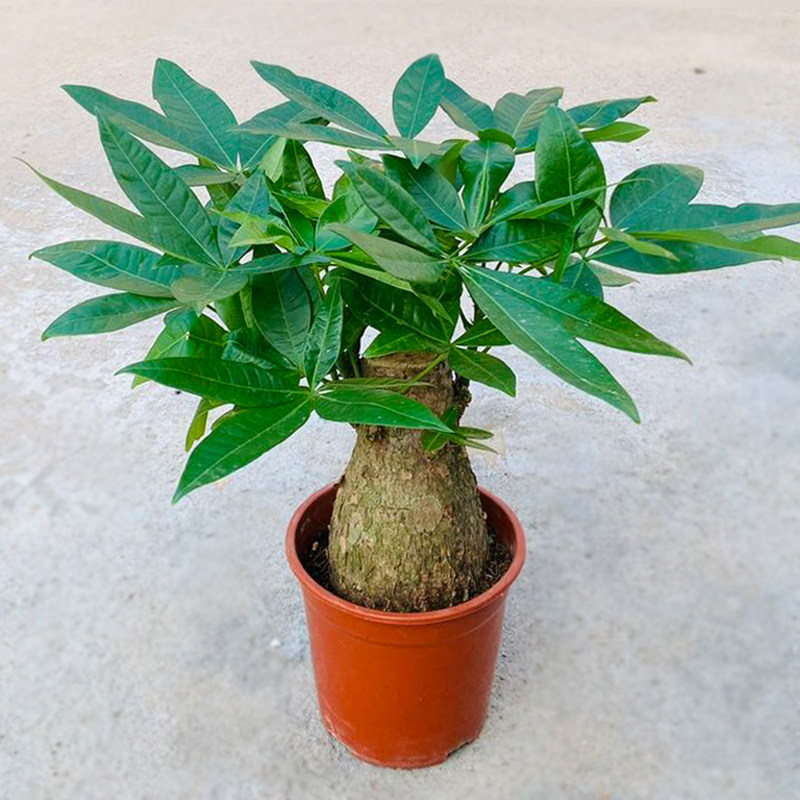 发财树盆客栽室内植物厅招财树四季常青净化空气吸甲醛绿植小盆景