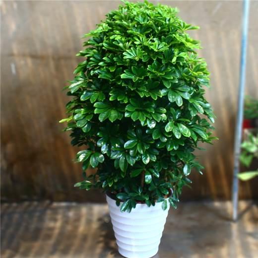 鸭脚木盆花卉鸭栽绿植掌木盆栽四季常青八方来财七叶莲招财树盆景