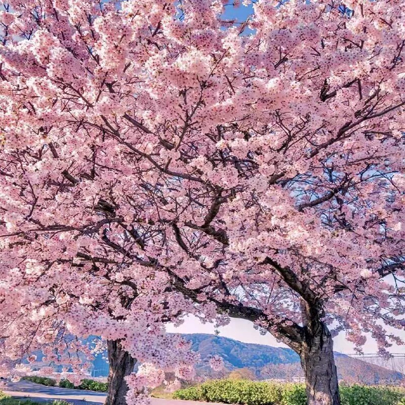 重瓣日本庭院苗樱花树别墅花卉早晚樱大树耐寒花园植物四季风景树