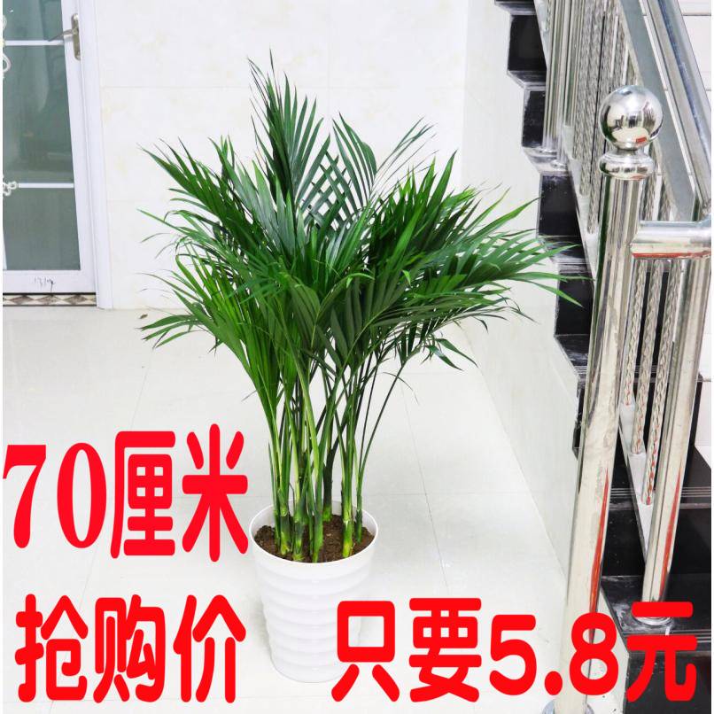 散尾葵盆竹 夏威夷栽子凤尾竹 室内花卉绿植袖珍椰子室内大型盆栽