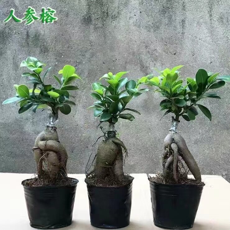 金钱榕树盆景小叶老桩榕苗木造型盆栽人参榕大叶易活提根绿植