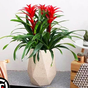 鸿运当头四季盆栽开花水培绿植物室内花卉客厅红掌鲜花凤梨好养活