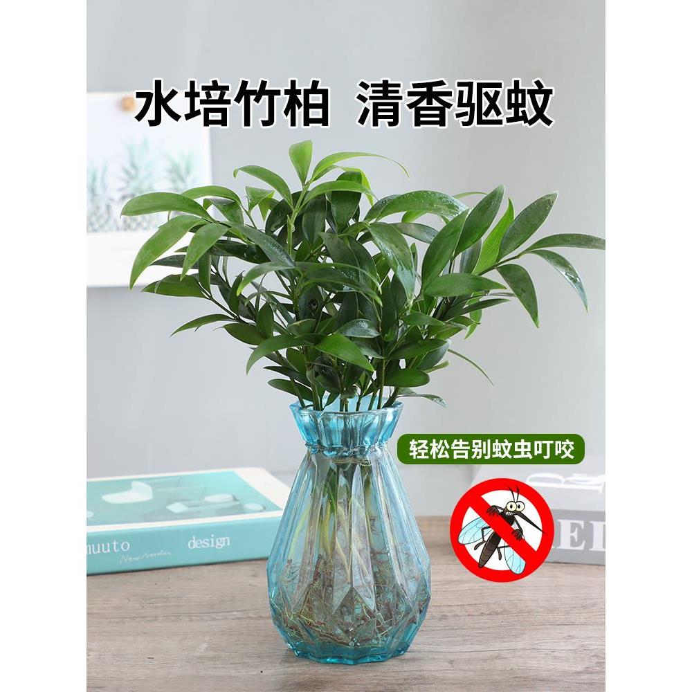 水培植物驱蚊竹柏新宠盆栽富贵竹驱蚊草花卉植物室内绿植水养植物