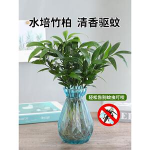 水培植物驱蚊竹柏新宠盆栽富贵竹驱蚊草花卉植物室内绿植水养植物
