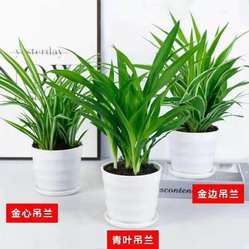 金吊兰金心吊篮盆边栽植植物卉净花化气吸室甲绿醛空办公内