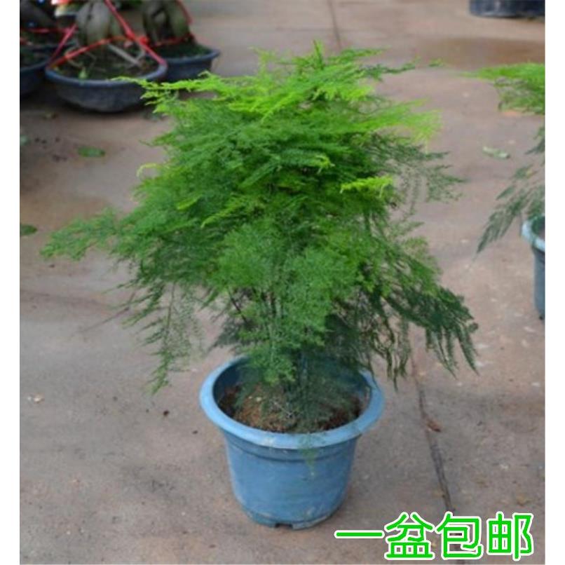 文竹大盆栽绿色 花卉植物 净化空气吸甲醛文竹苗 桌面绿植盆景