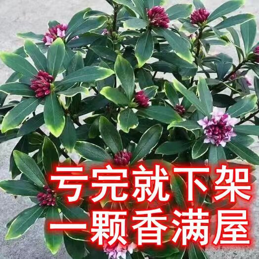 金边瑞香盆栽大苗浓香耐寒花卉室内外观花植物开花大小苗
