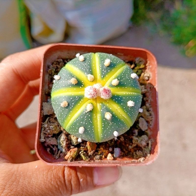 实生仙人星兜西球无刺瓜兜组合套餐多肉植物仙人掌盆栽防辐射开花