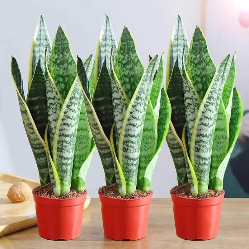 金边虎皮多肉易兰盆栽活水培植物绿植办公室内花卉大全客厅虎尾兰