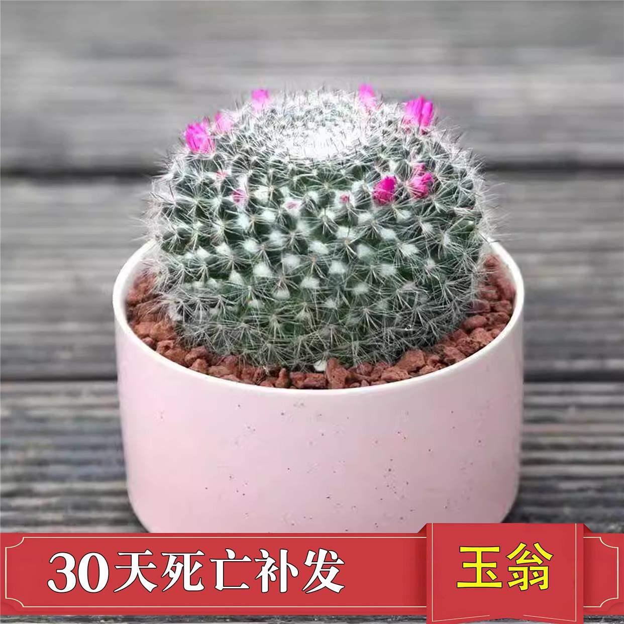 玉翁开花带仙人球实生花苞室内仙人掌多肉植物绯花玉盆栽