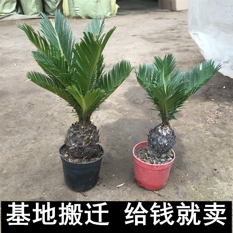 铁树苗植盆栽苗苏铁物大铁树庭院阳台室内绿植四季常青盆景包邮