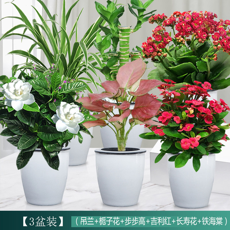绿萝发财树培植盆栽水物栀子花卉粉掌长寿九里香办公室内客厅绿植