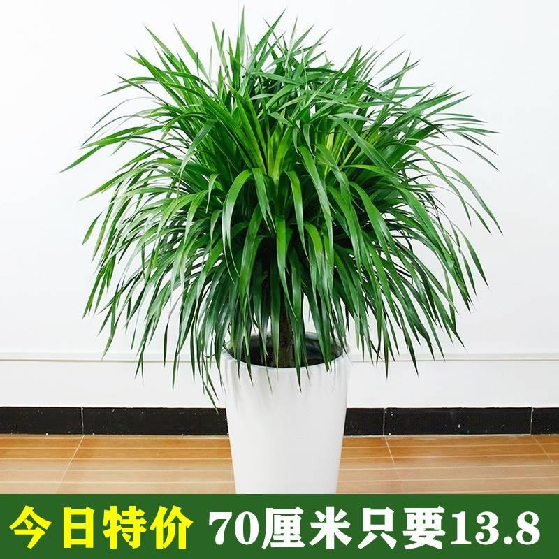 龙须树 多头龙血树龙铁树室内客厅盆栽花卉植物办公室盆景