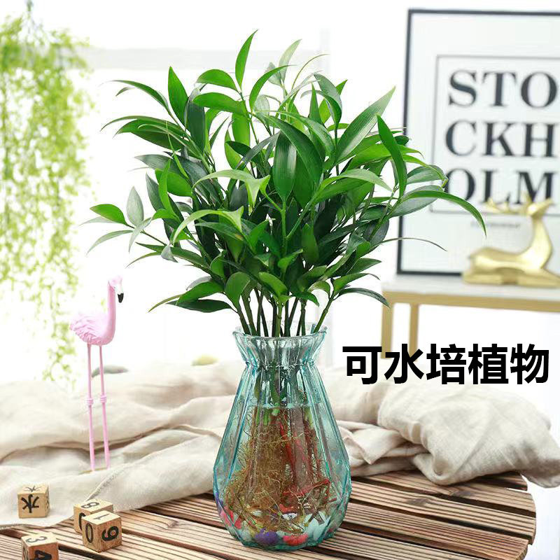 竹柏盆栽培竹驱蚊竹水柏办公室内阳台植物四季常绿耐阴耐寒吸甲醛