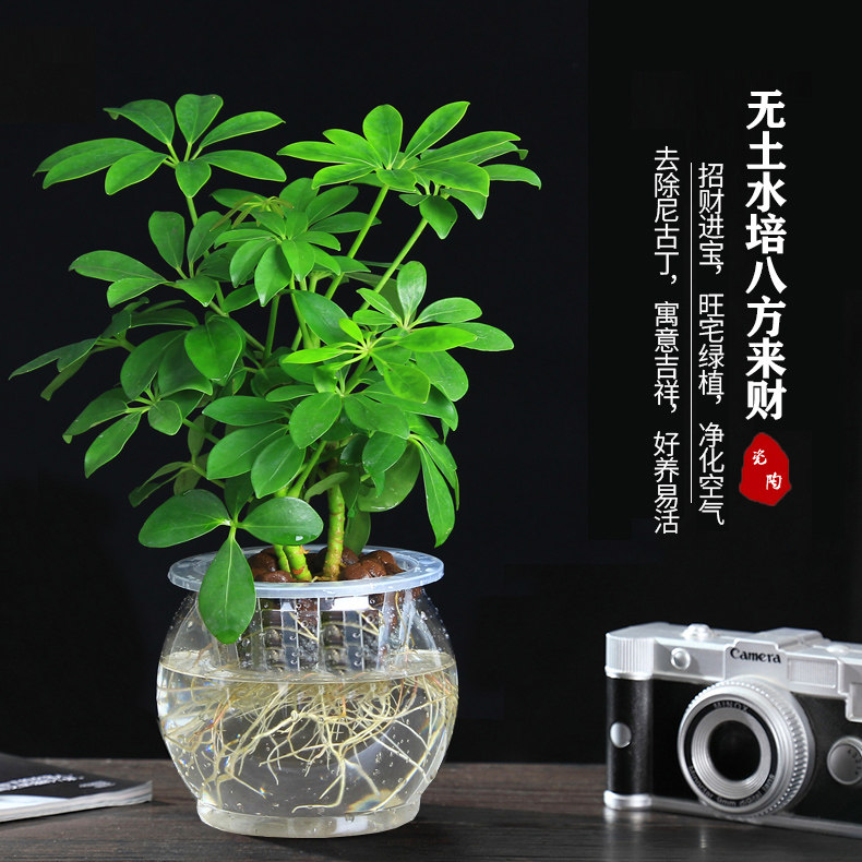 七叶莲水培树招财盆栽植物八方来财鸭脚木室内绿植花卉发财树水养