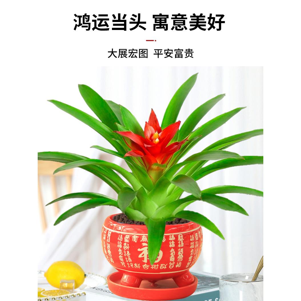 鸿运当头室内盆栽水培绿植四季开花好养发财树植物苗红掌客厅花卉