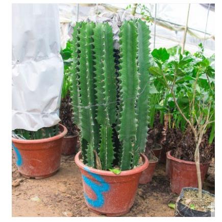 龙骨盆栽植物大龙清仓骨玉麒麟仙人柱量天尺多肉植物盆景室内植物