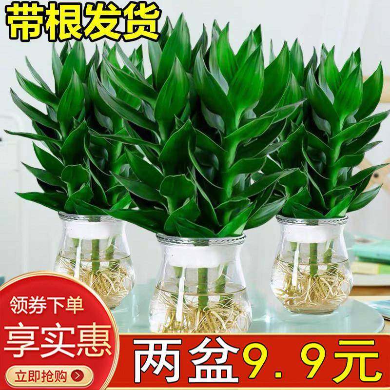 观音竹栽水植物子富竹多肉绿植物黄金葛盆室内水培栀贵花卉发培财