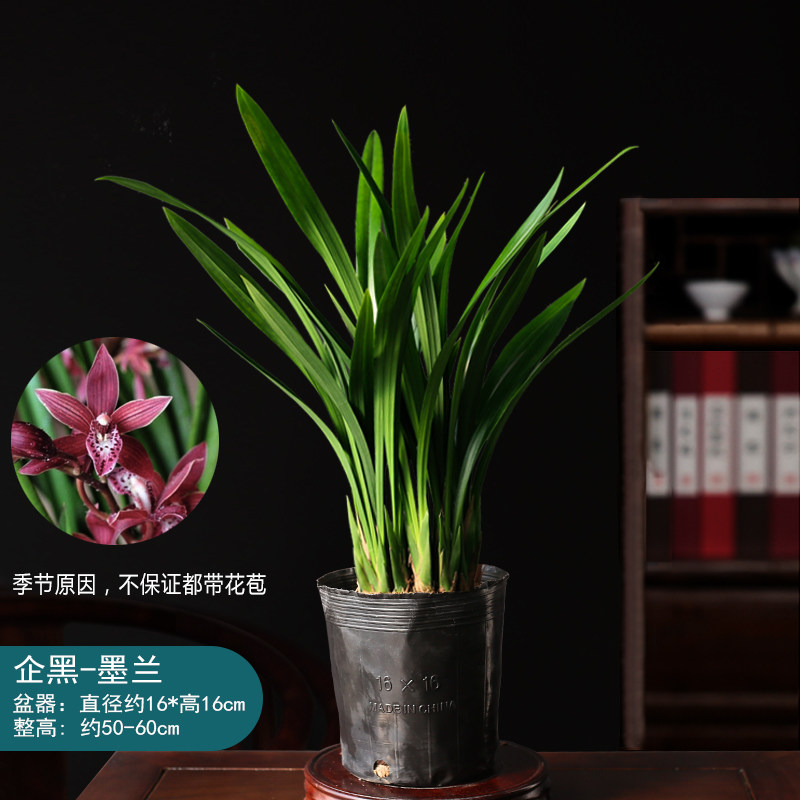 兰花盆栽紫砂墨兰企黑盆兰花室内四季好养植物客厅办公室名贵盆景