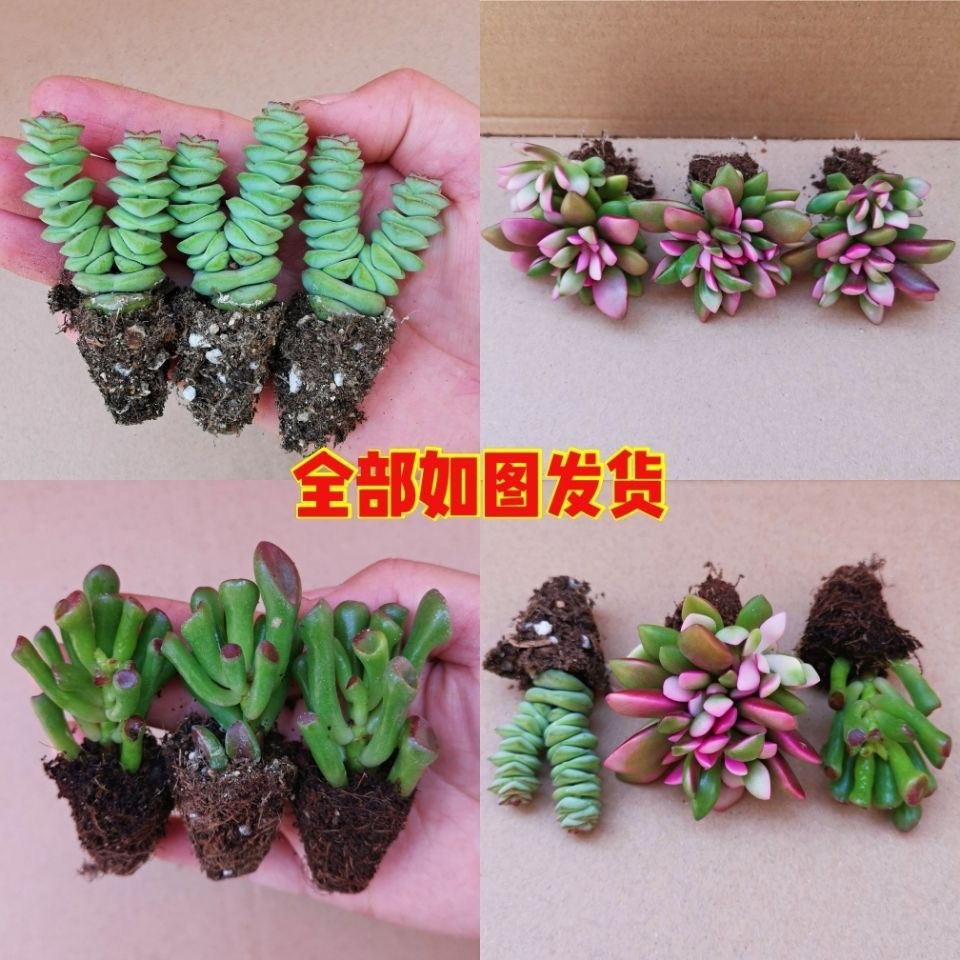 多肉植物盆栽套餐组合绿植花卉钱串吸财树吹雪之松锦多头群生易活