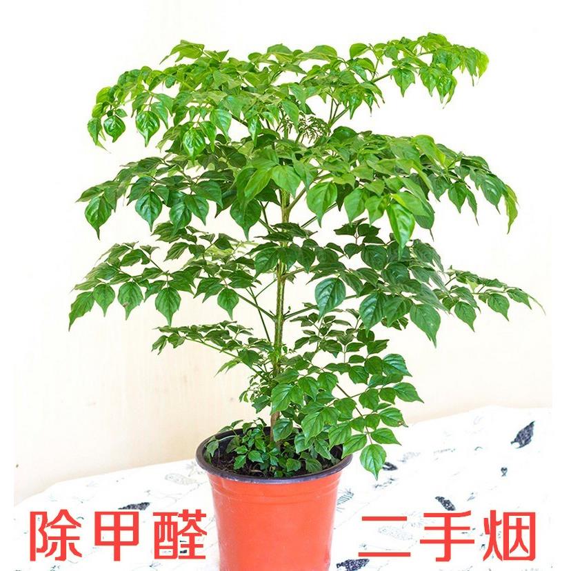 幸福树盆绿植小型栽大包邮客厅办公室内花卉南北方四季平安树植物