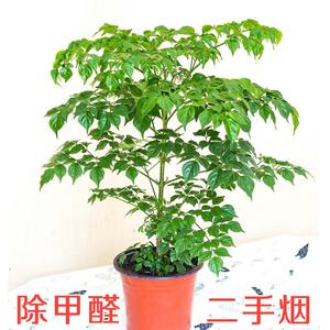 幸福树盆绿植小型栽大包邮客厅办公室内花卉南北方四季平安树植物