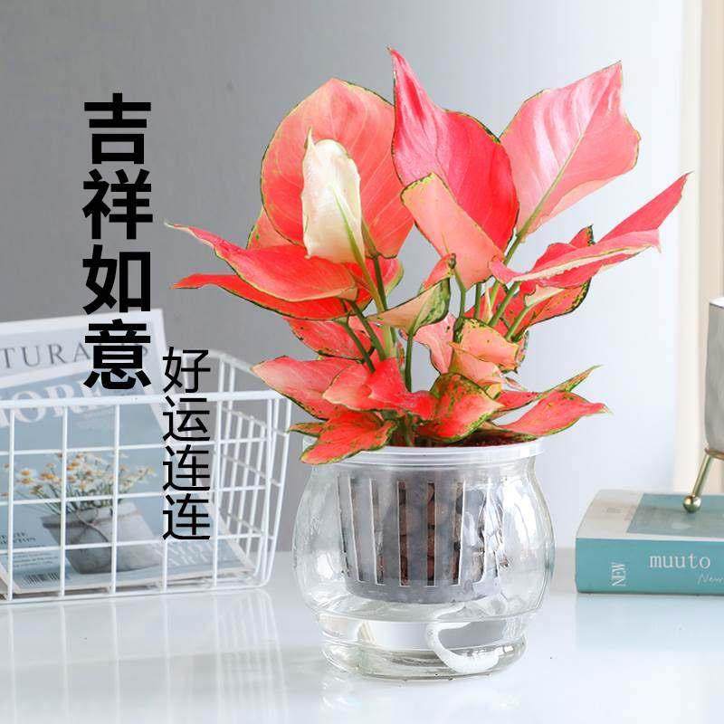 吉利红如皇后意内盆栽花卉树财绿萝发室财红掌金钱树水培发树植物