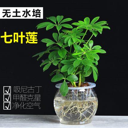 七叶莲水盆栽培树招财植物八方来财鸭脚木室内绿植花卉发财树水养