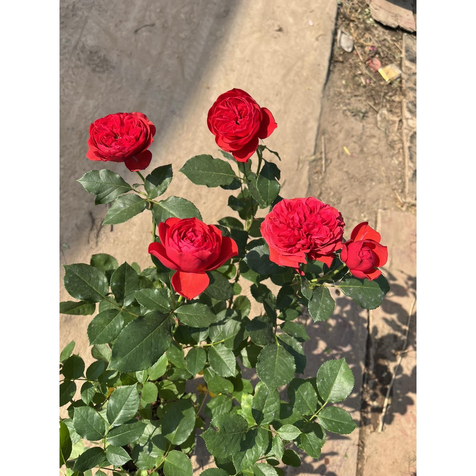 月季花苗苹果四季红灌木庭院阳台盆栽多季开花红色大花浓香花卉