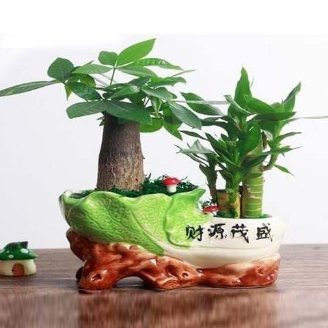 发财树盆花卉富栽绿植贵竹荷花竹植物盆栽办公室内桌面植物小盆景