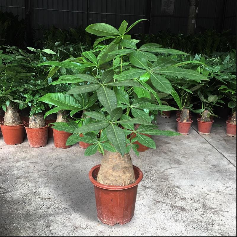 发财树盆室内客植物栽厅招财树四季常青净化空气吸甲醛绿植小盆景