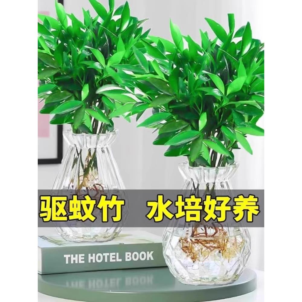 驱蚊竹柏植物水培室内水养绿植花卉盆栽办公室桌面四季常青草好养