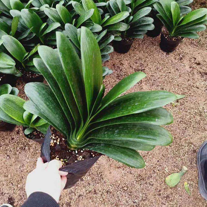 君子苗兰精栽品绿植盆花卉圆物室内头和尚大当年开植花
