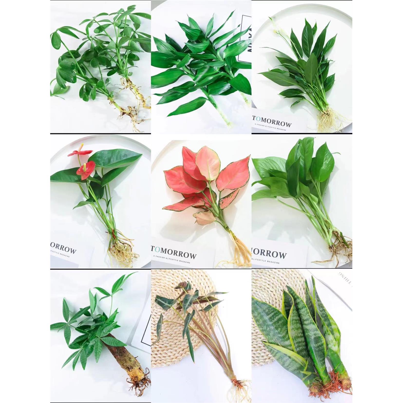 水培植物水养室内绿植白掌花卉盆栽竹芋绿萝办公室四季水生富贵竹