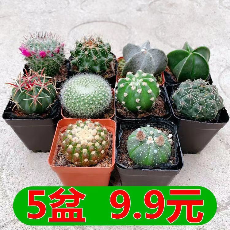 仙人球防物多肉植辐射物盆栽植室内芦荟花苗花卉盆栽水培绿植
