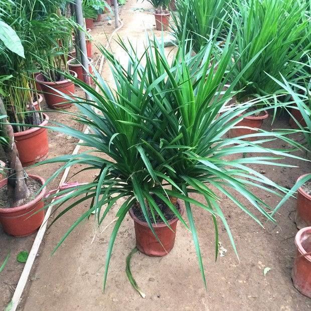 黑珍珠龙铁树单须树龙头龙血树盆栽大型绿植绿植盆景净化空气