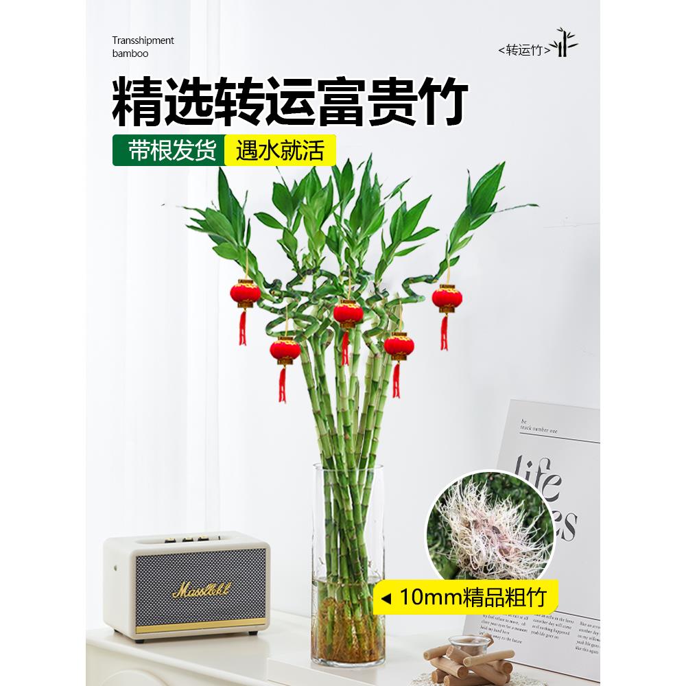 带根转运水竹富贵竹竹植物水养开运竹子盆栽客厅室内招财水培绿植
