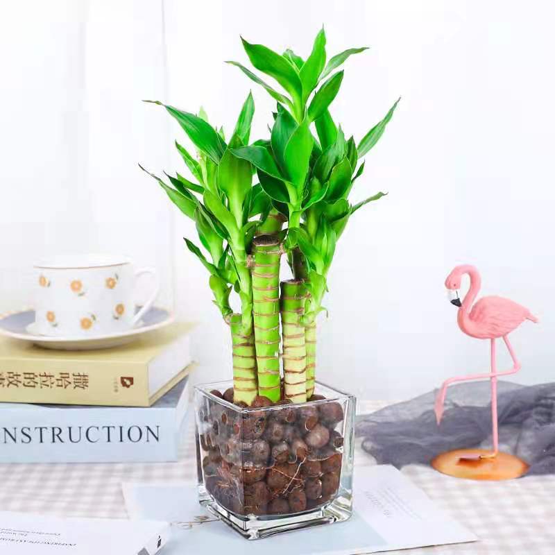 水培植物竹水养荷花盆栽室内花卉绿植文昌竹水培富贵竹净化空气好