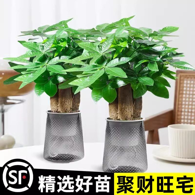发财树小盆栽摆件办公室绿萝箩绿植花卉水培植物室内花文竹富贵竹